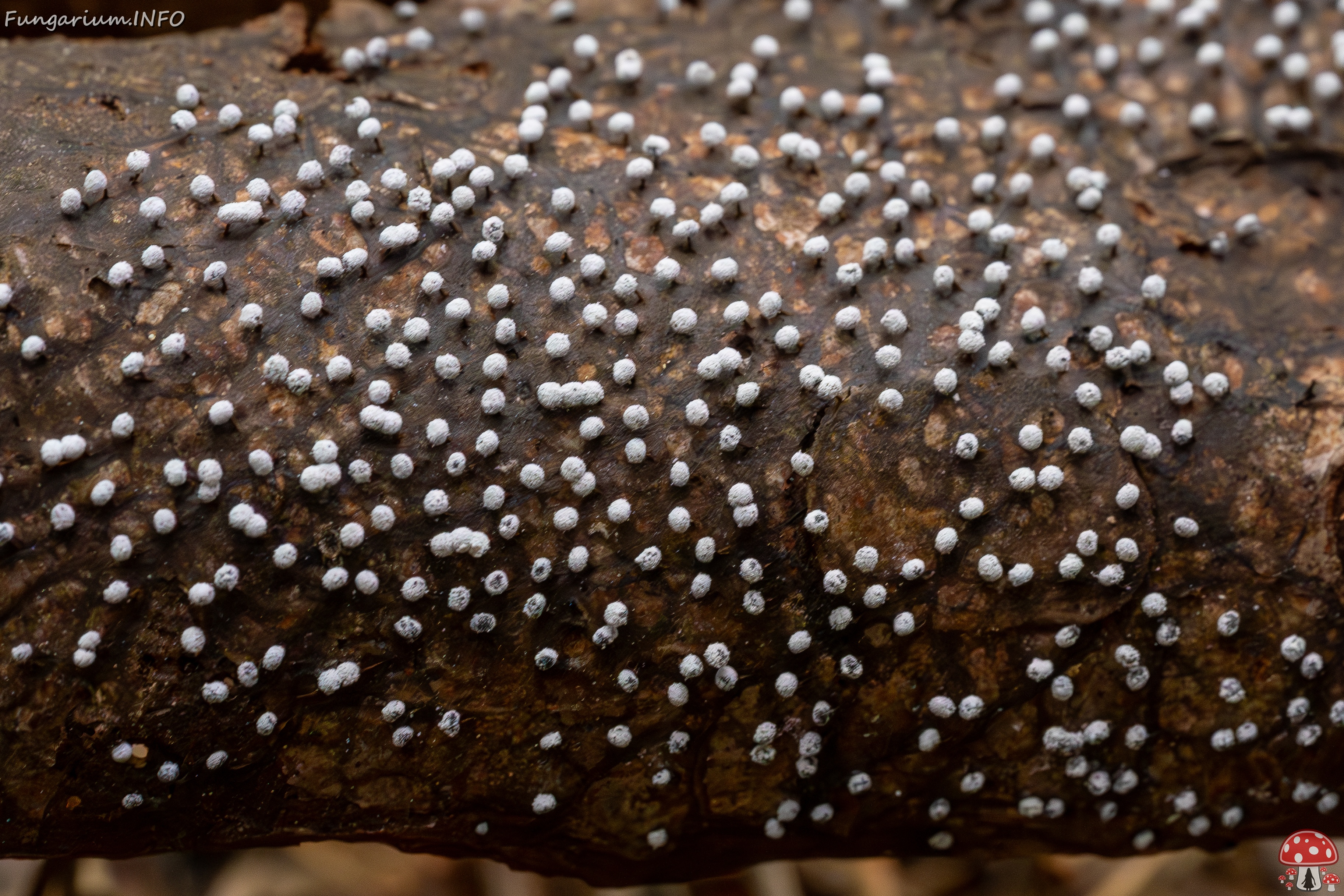 Physarum album _2023-08-13_1-1 