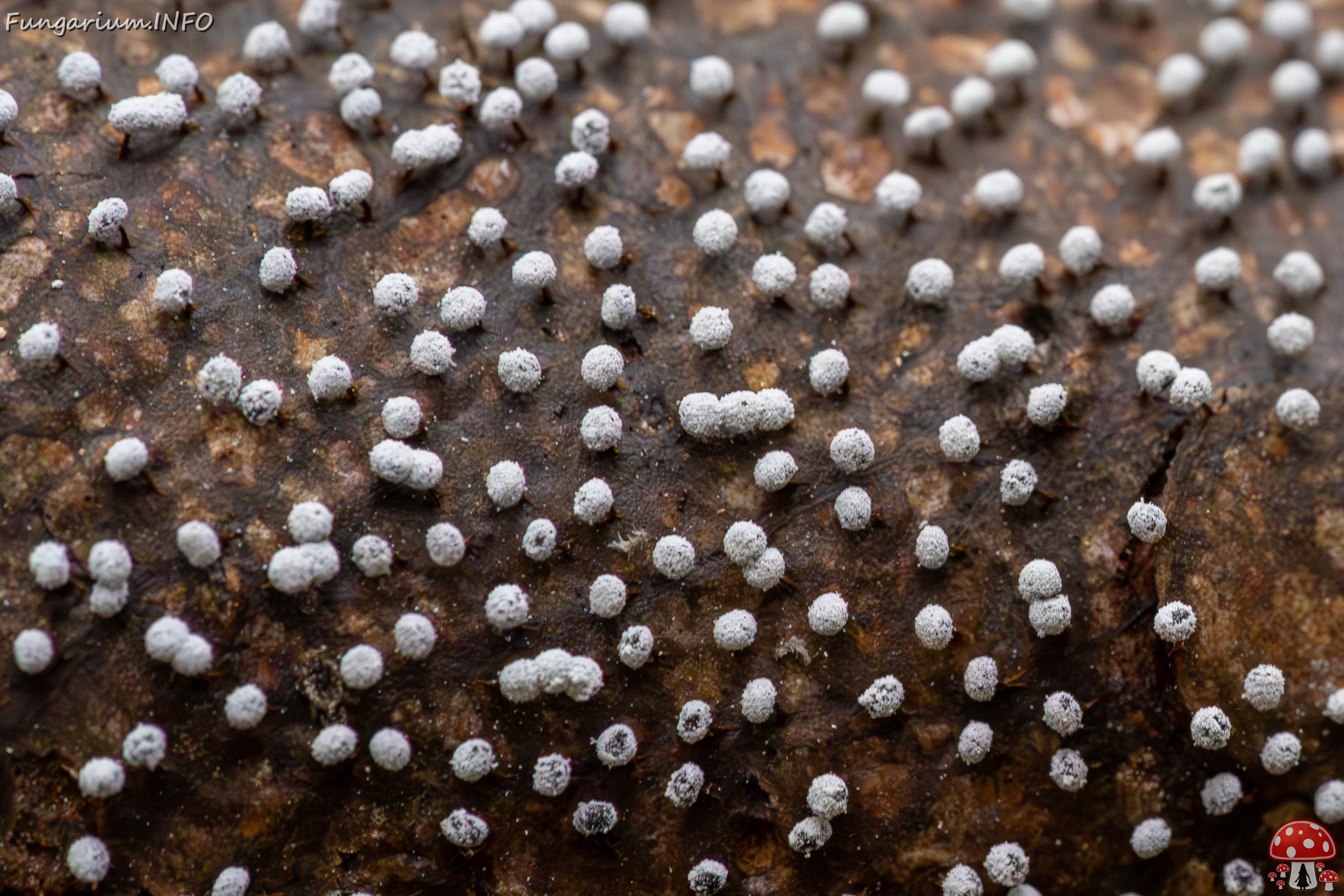 Physarum album _2023-08-13_1-2 