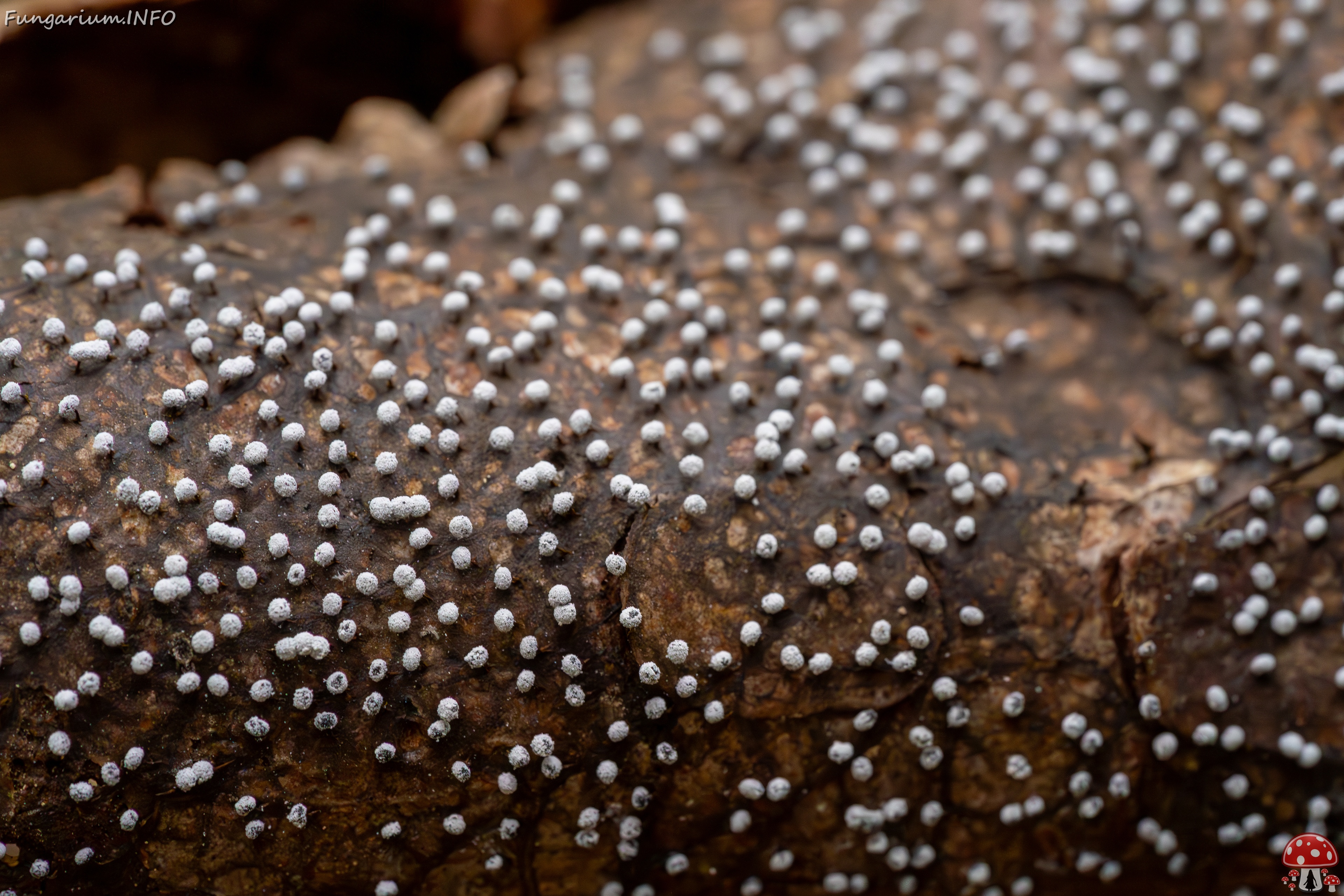 Physarum album _2023-08-13_1-3 