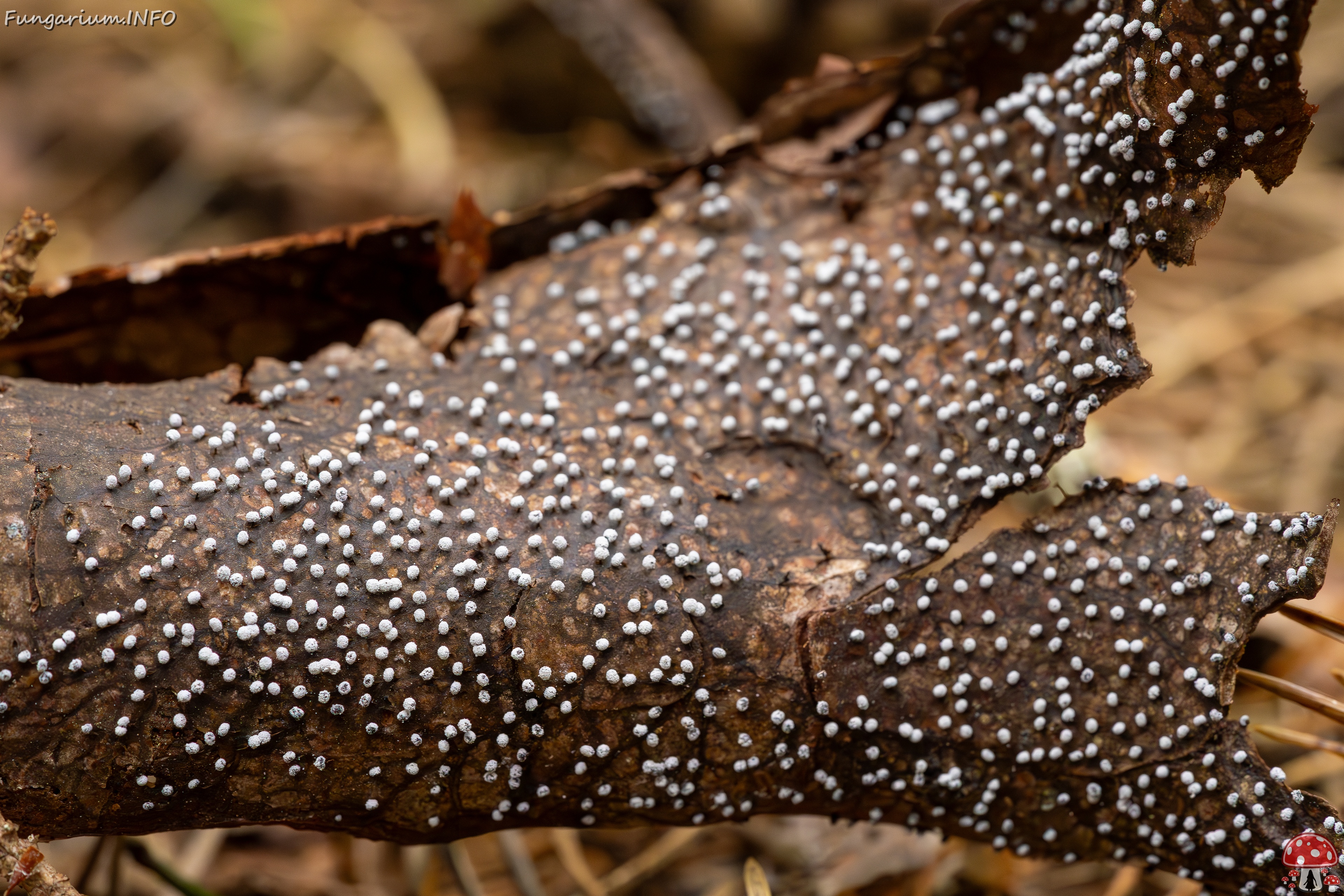 Physarum album _2023-08-13_1-5 