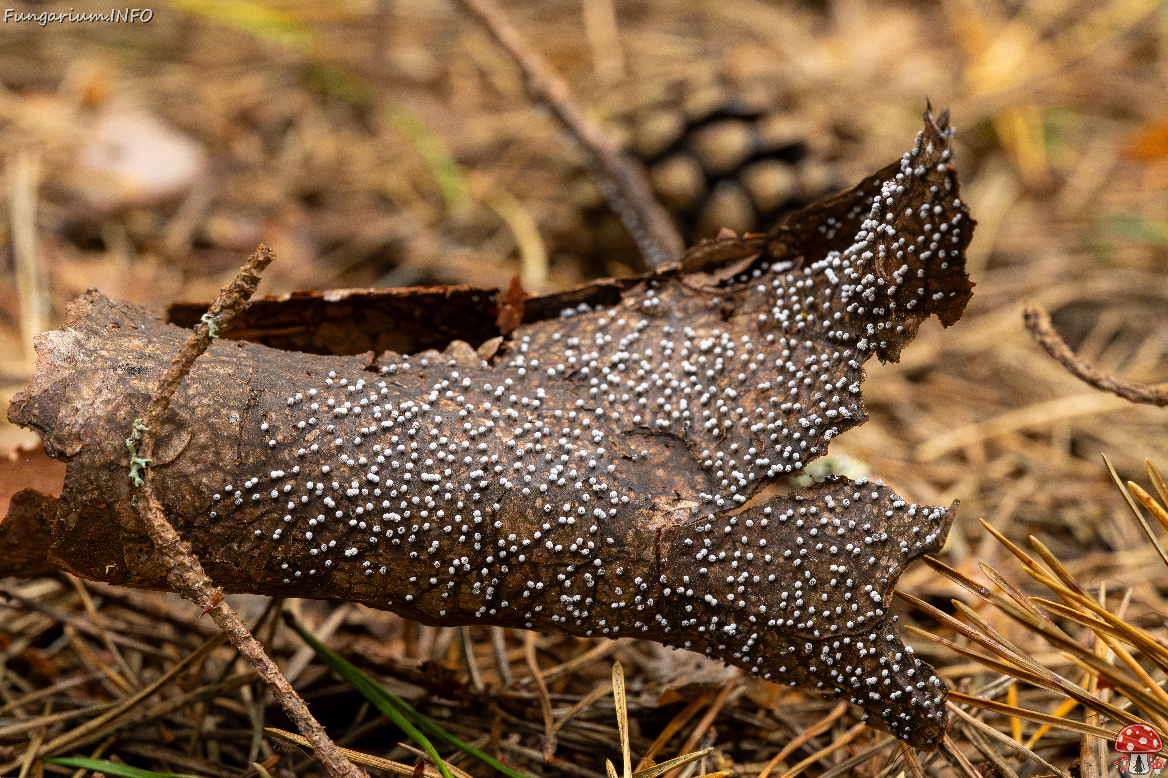 Physarum album _2023-08-13_1-6 