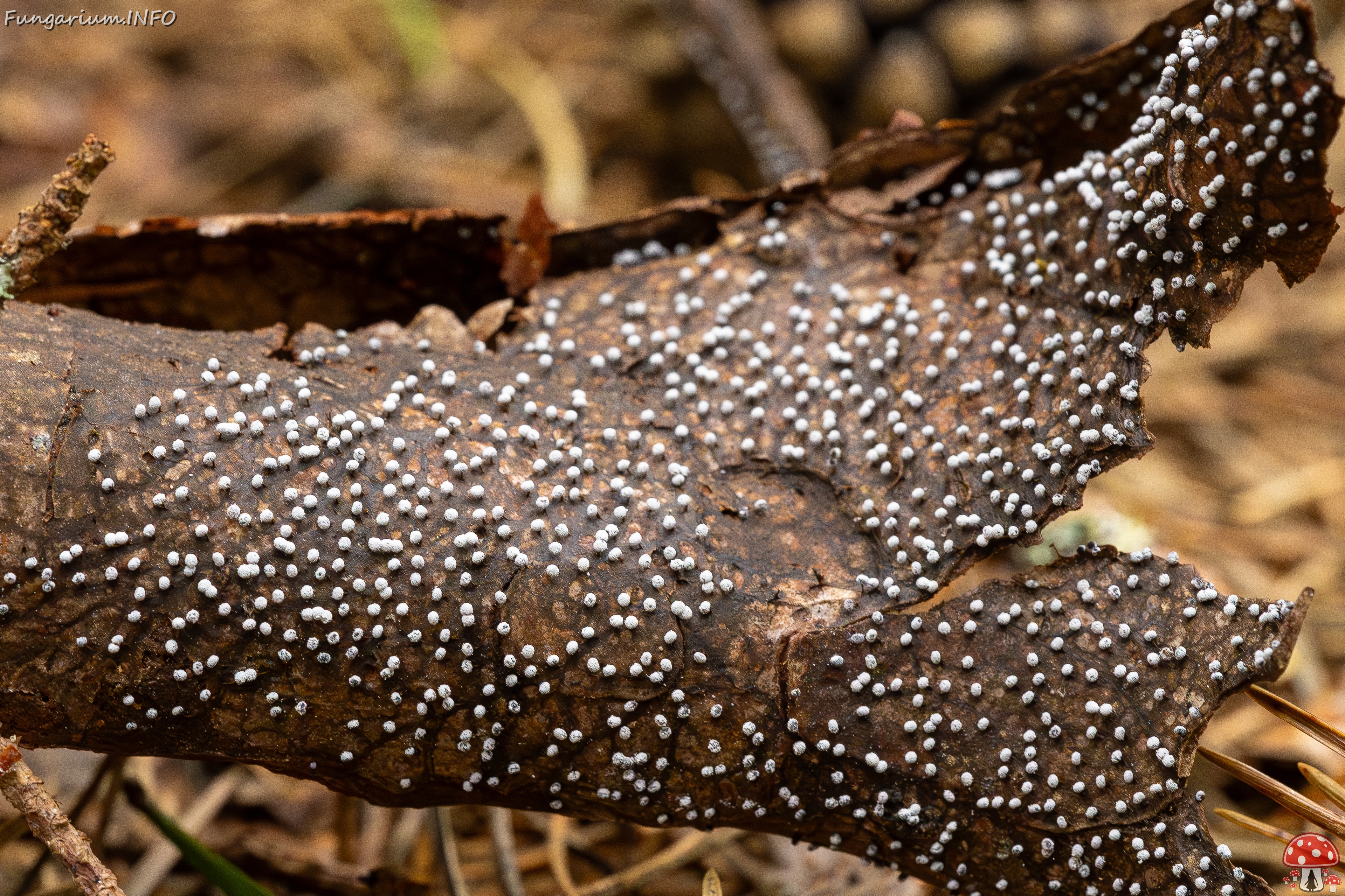 Physarum album _2023-08-13_1-7 