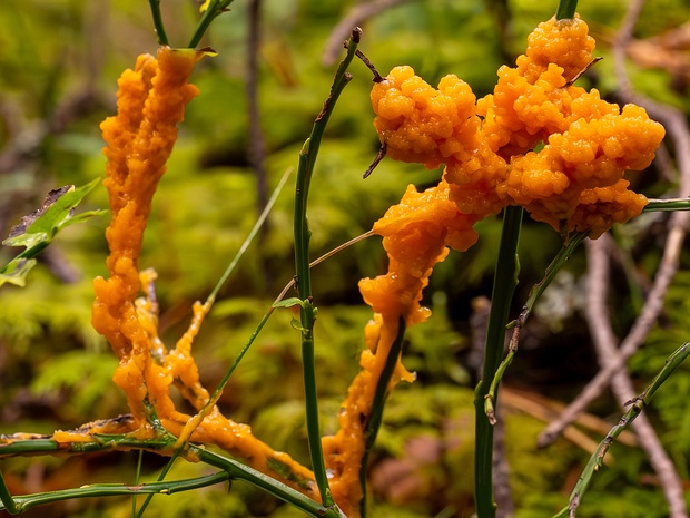 Физарум ржавый - Physarum rubiginosum