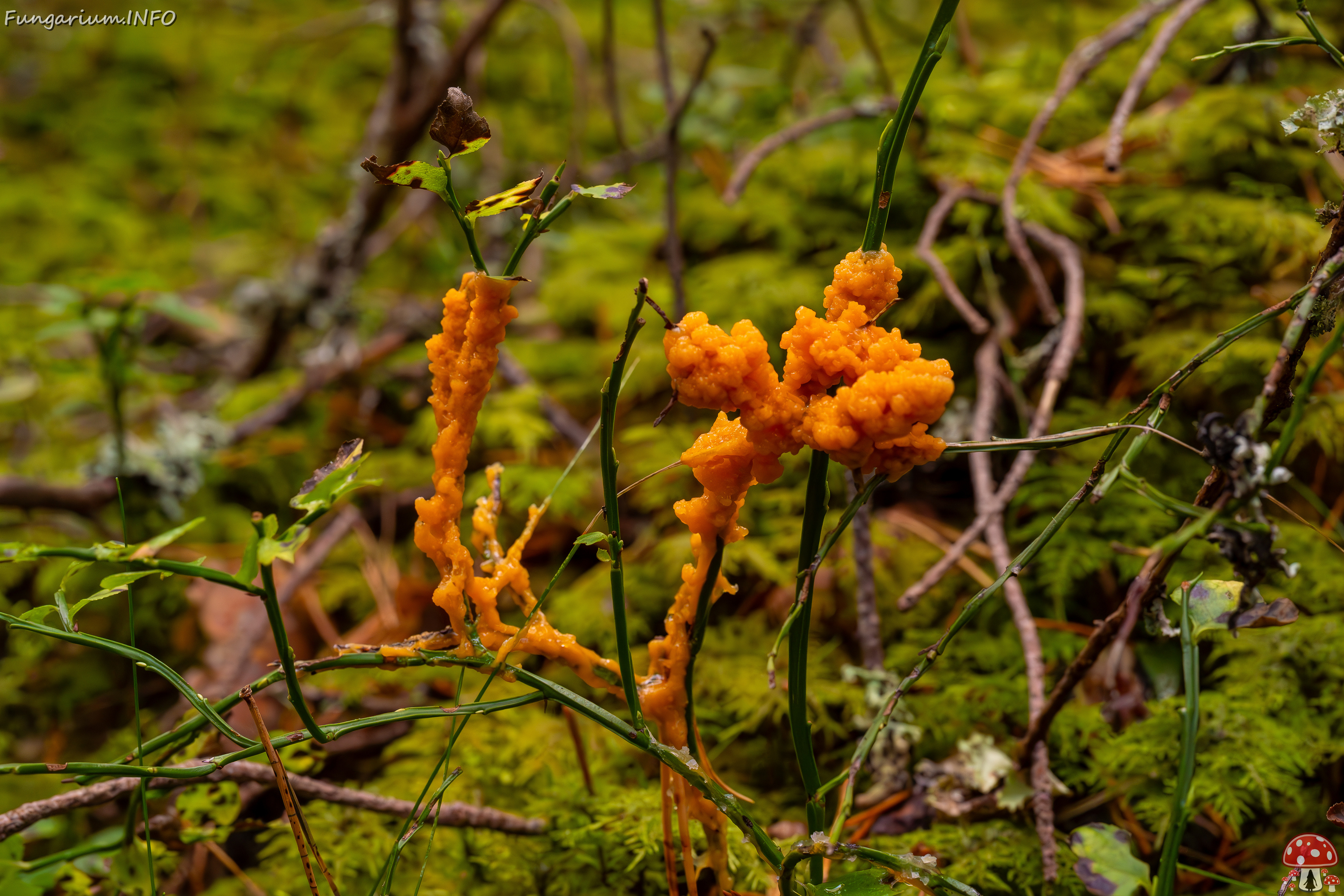 physarum-rubiginosum_2024-10-06_1-1 