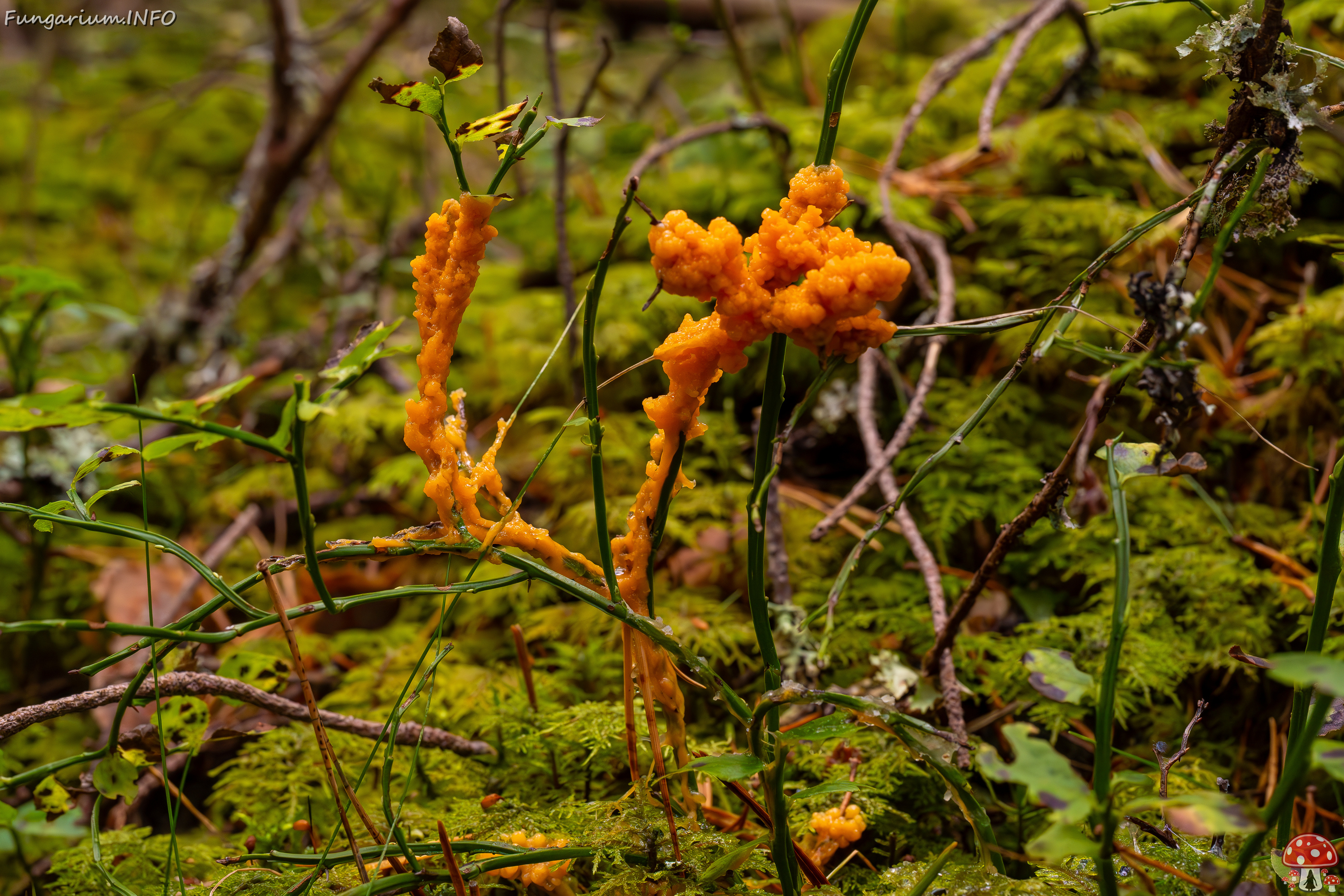 physarum-rubiginosum_2024-10-06_1-2 