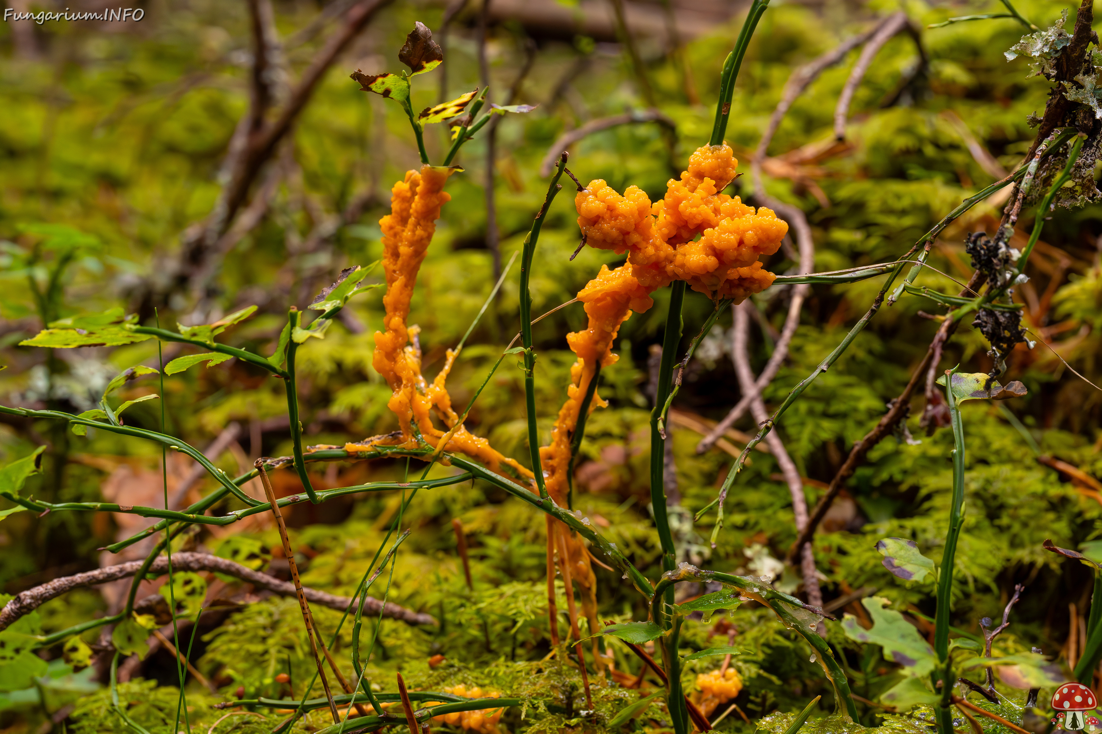 physarum-rubiginosum_2024-10-06_1-4 