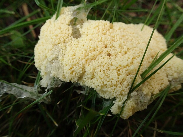 Дидимиумовые - Didymiaceae Didymiaceae is a family of plasmodial slime molds in the order Physarales.