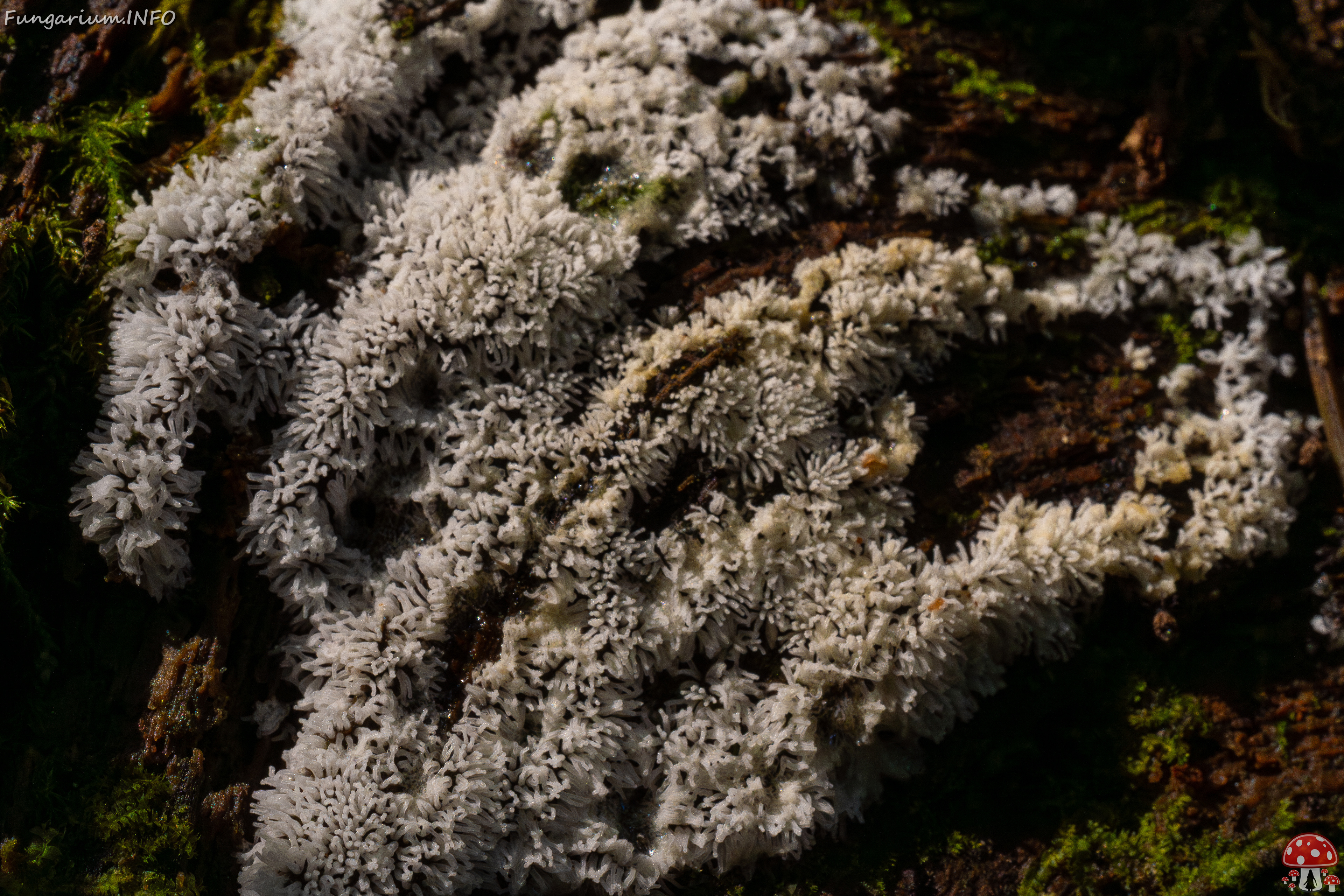 ceratiomyxa-fruticulosa_1-4 