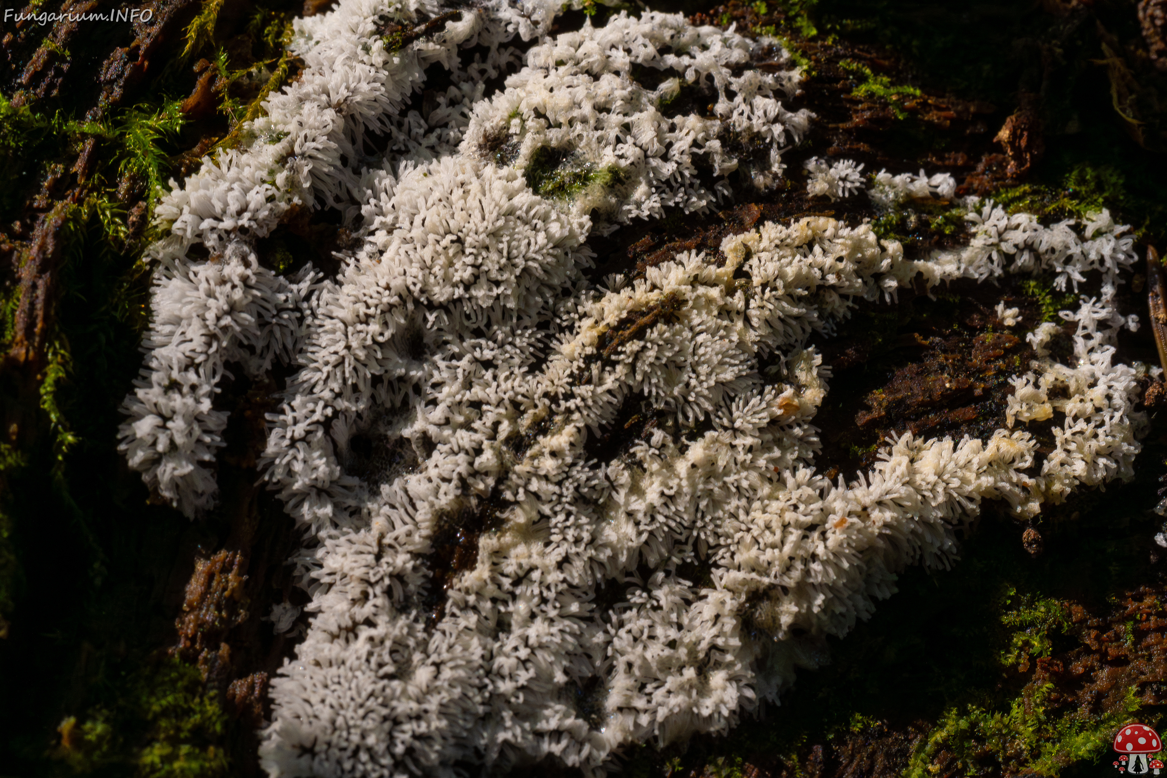 ceratiomyxa-fruticulosa_1-5 