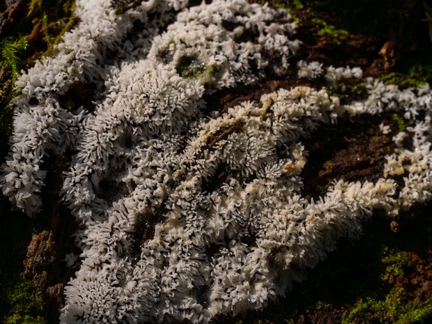 Церациомиксовые - Ceratiomyxaceae Ceratiomyxa is a genus of plasmodial slime mould within the Eumycetozoa, first described by Pier Antonio Micheli. They...