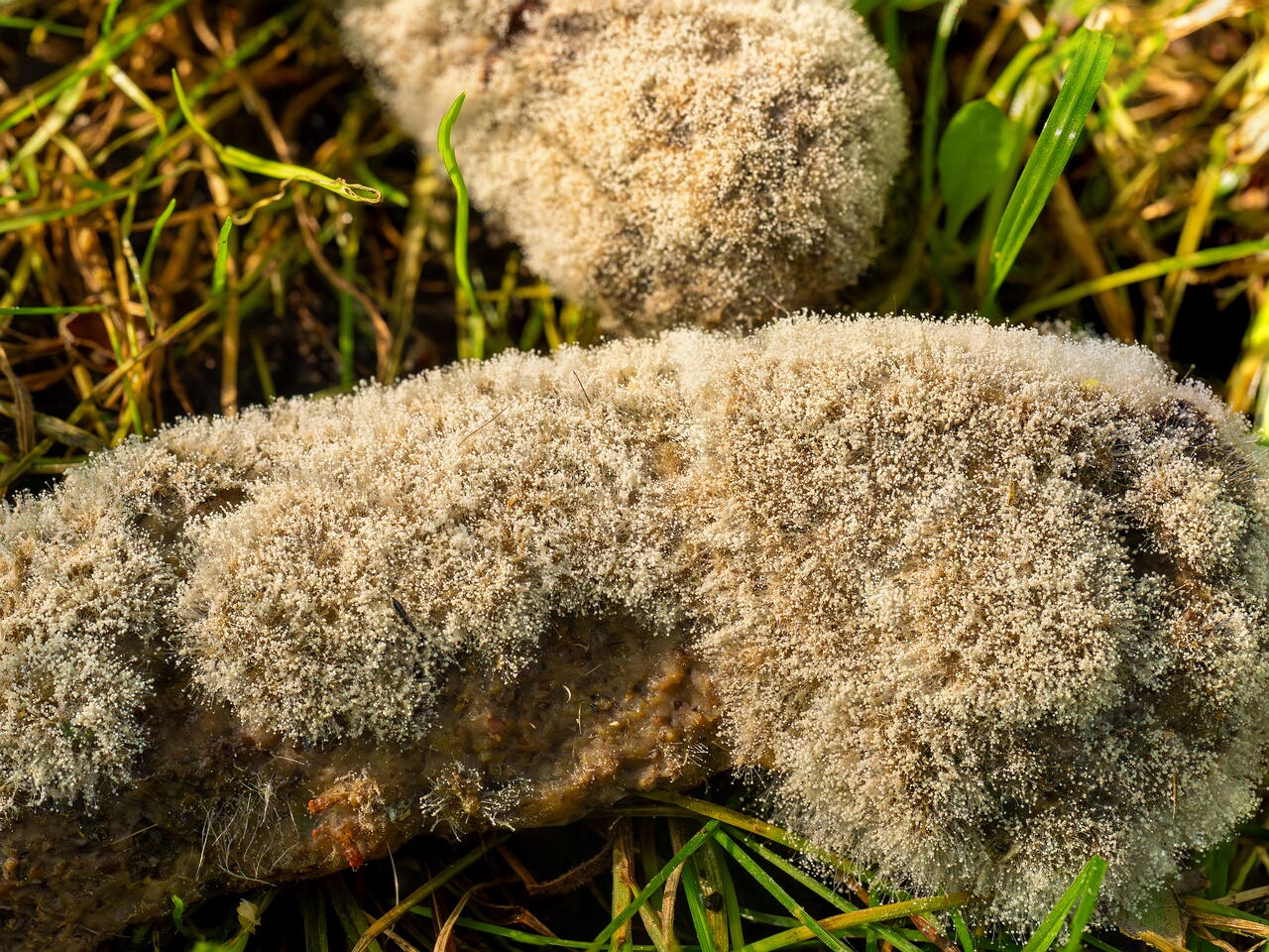 Mucor mucedo _2026-07-12_1