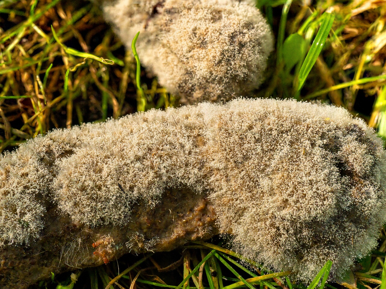 Mucor mucedo _2026-07-12_2