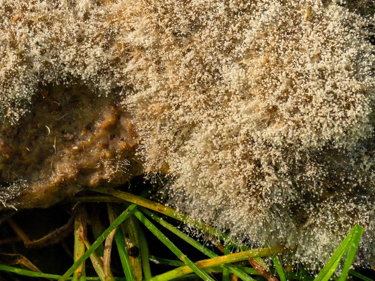 Мукоровые - Mucoraceae The Mucoraceae are a family of fungi of the order Mucorales, characterized by having the thallus not segmented or...