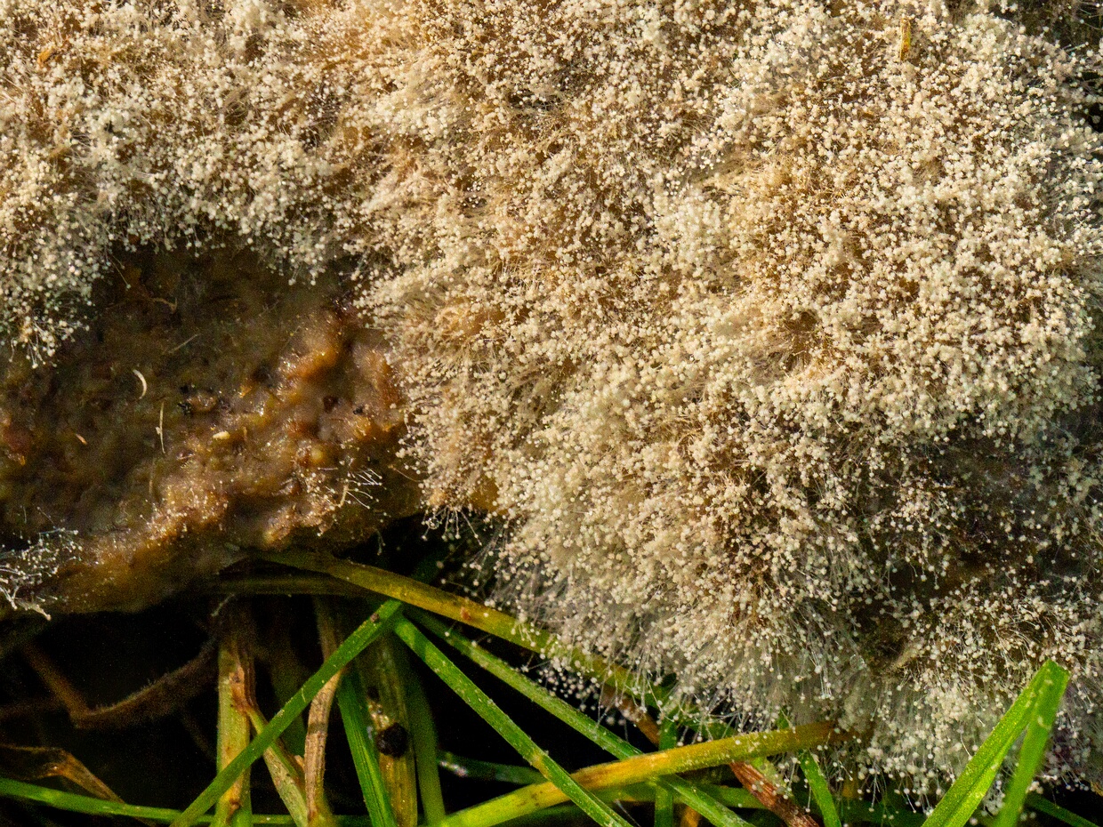 Мукоромицеты - Mucoromycetes