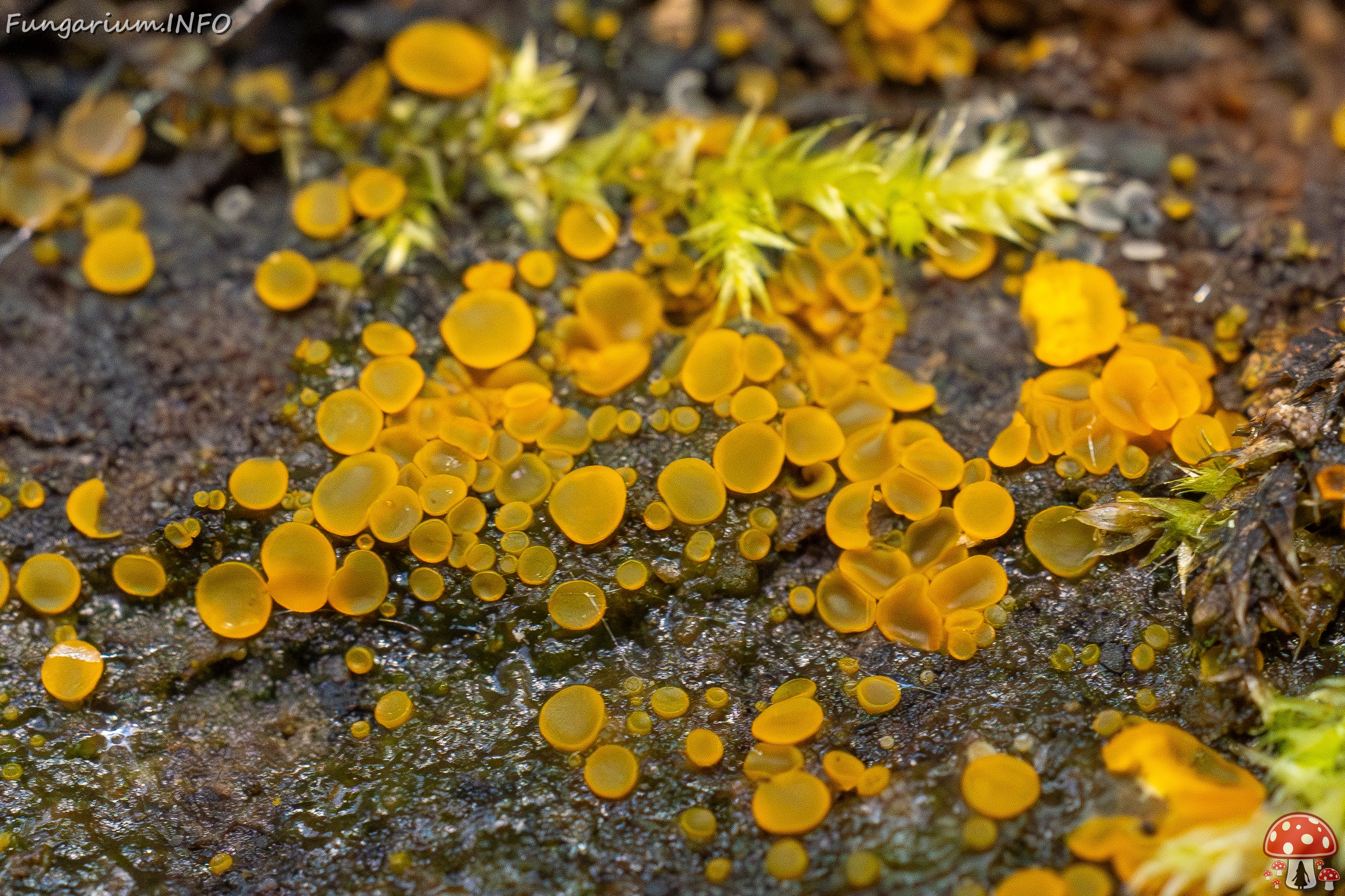 !Orbilia xanthostigma _2025-09-27_1-9 