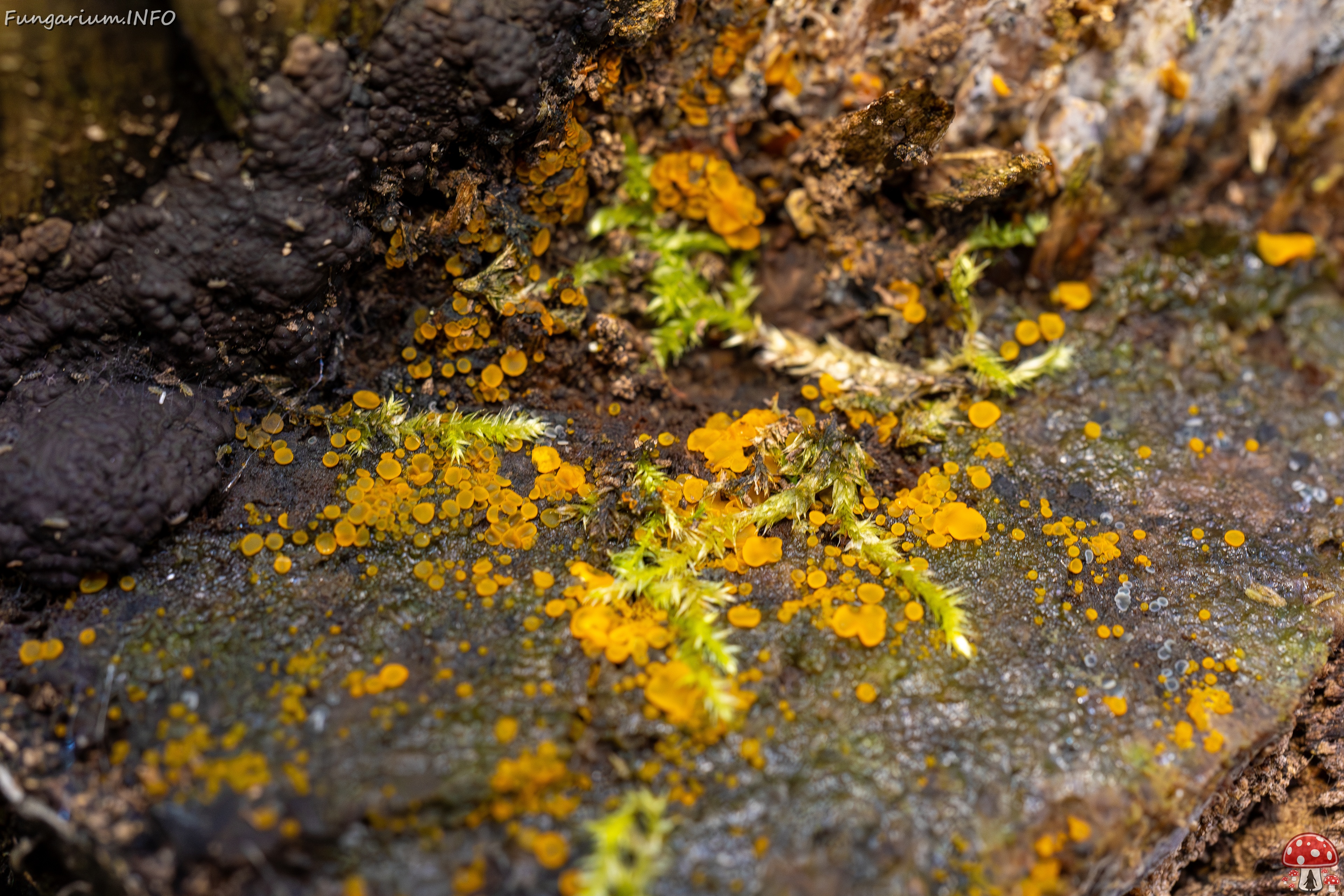 Orbilia xanthostigma _2025-09-27_1-1 