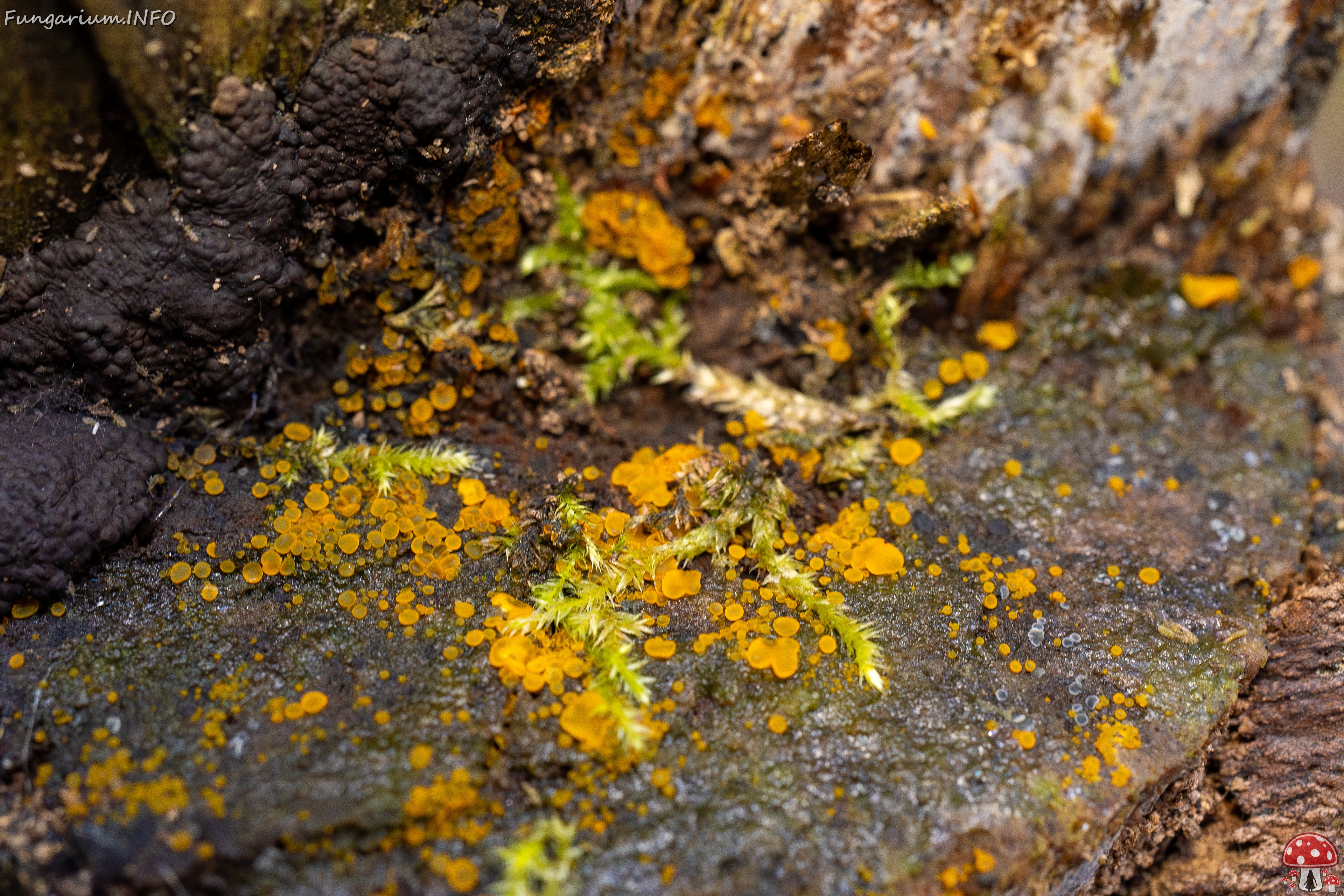 Orbilia xanthostigma _2025-09-27_1-3 