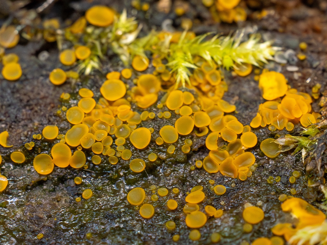 !Orbilia xanthostigma _2025-09-27_1-9
