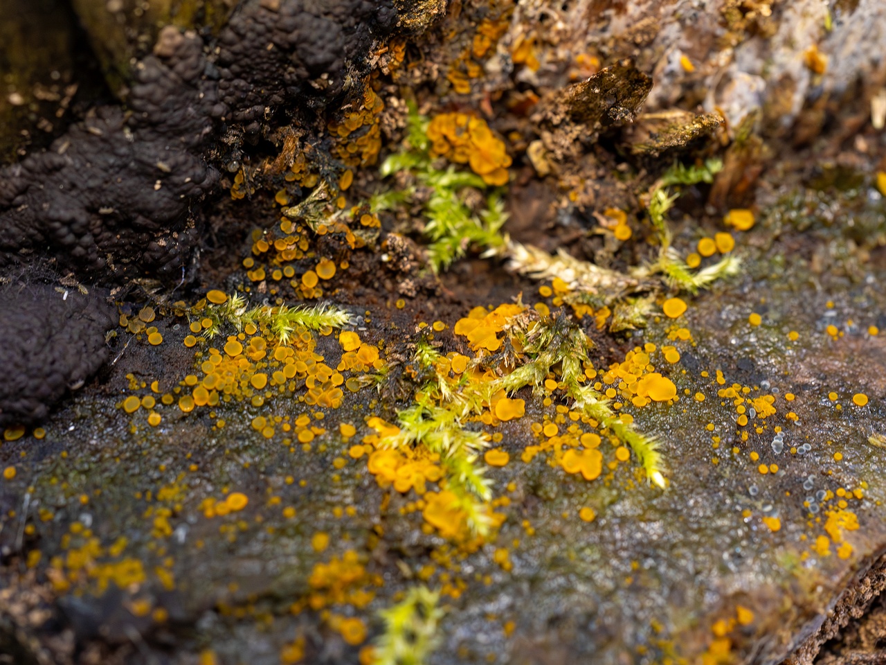 Orbilia xanthostigma _2025-09-27_1-1