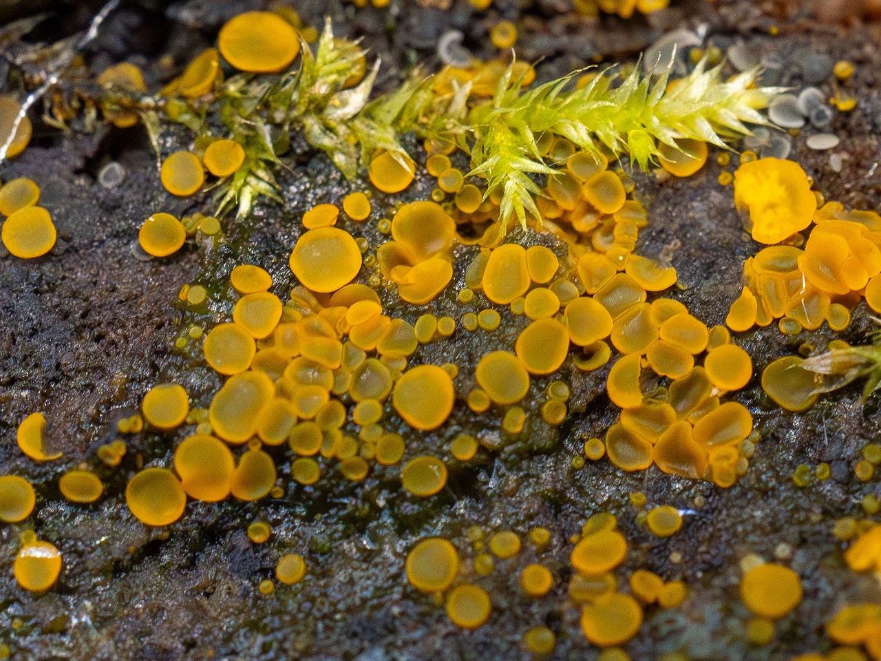 Orbilia xanthostigma _2025-09-27_1-10
