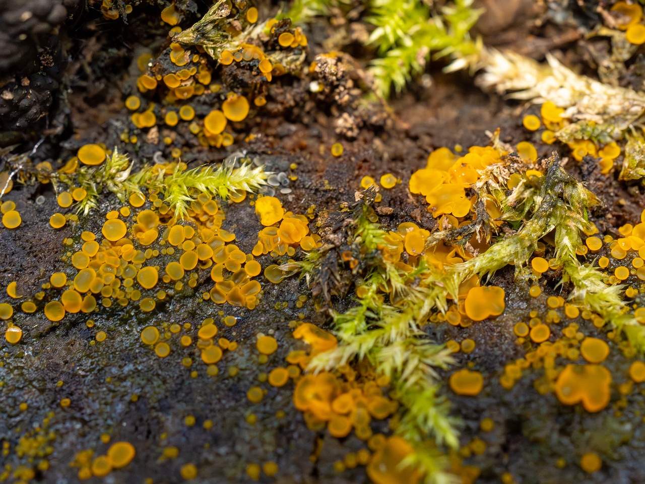 Orbilia xanthostigma _2025-09-27_1-11