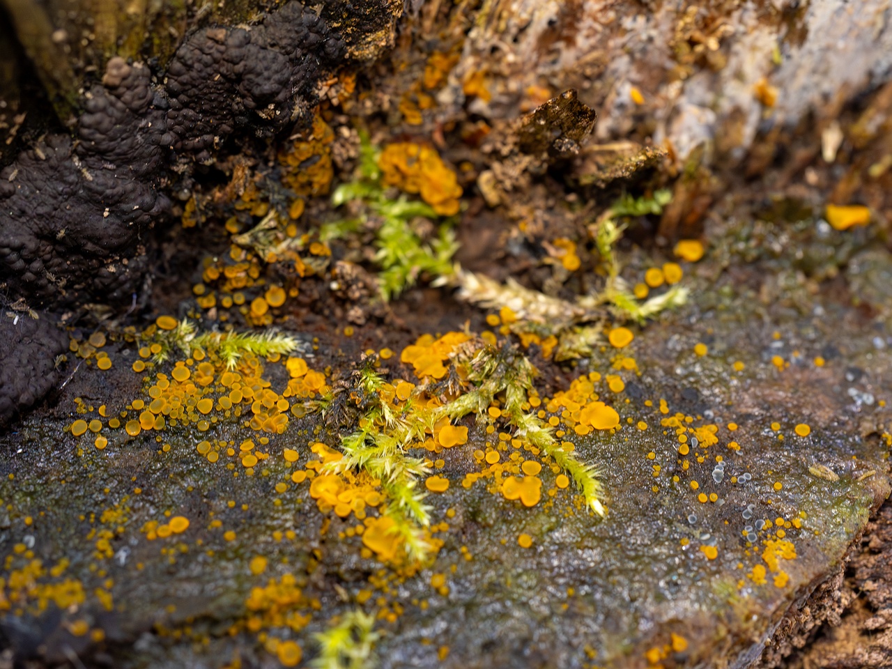 Orbilia xanthostigma _2025-09-27_1-3