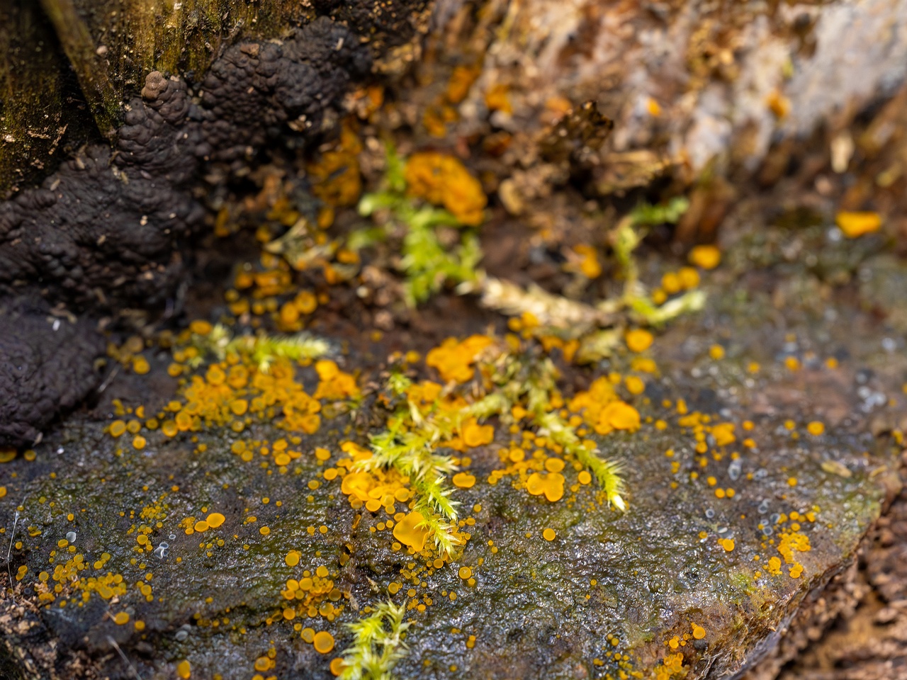 Orbilia xanthostigma _2025-09-27_1-4