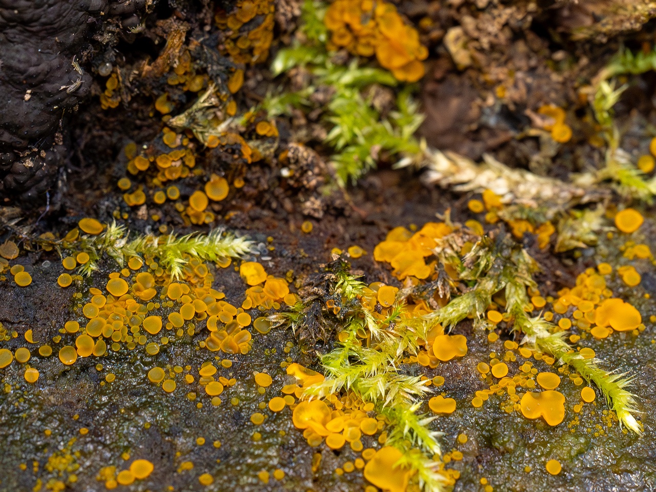 Orbilia xanthostigma _2025-09-27_1-6