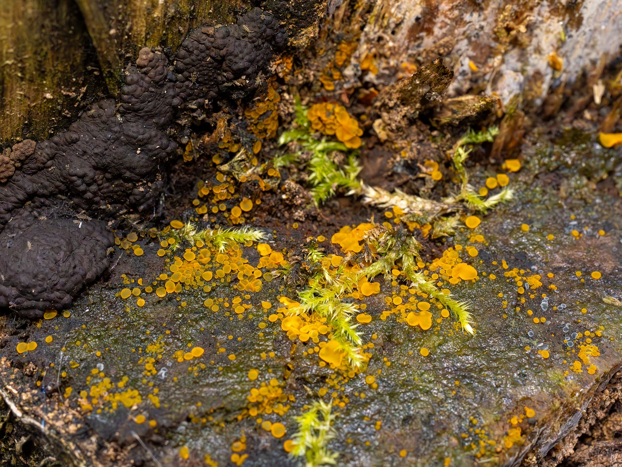 Orbilia xanthostigma _2025-09-27_1-7