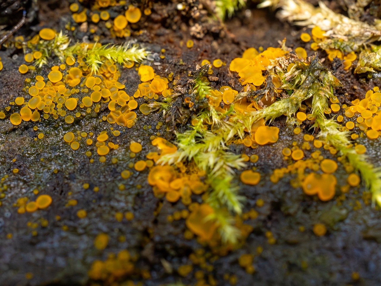 Orbilia xanthostigma _2025-09-27_1-8