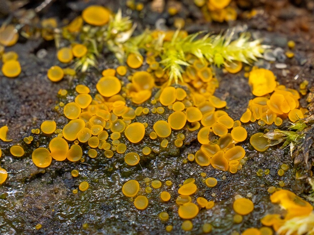 Орбилиевые - Orbiliales The Orbiliaceae are a family of saprobic sac fungi. It is the only family in the monotypic class Orbiliomycetes and the...
