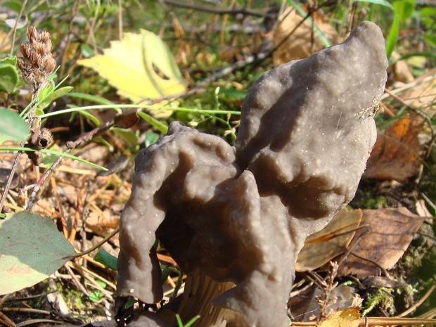 Helvella lacunosa - Лопастник бороздчатый - Fluted Black Elfin Saddle - Gefurchter Lerchensporn