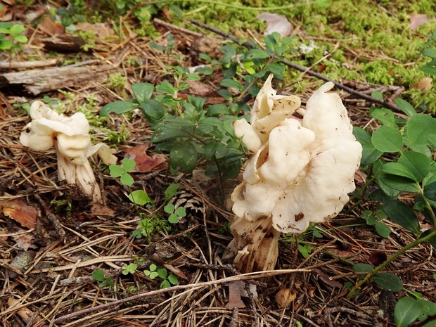 Helvella crispa - Лопастник курчавый - White Saddle Fungus - Krause Lerchensporn