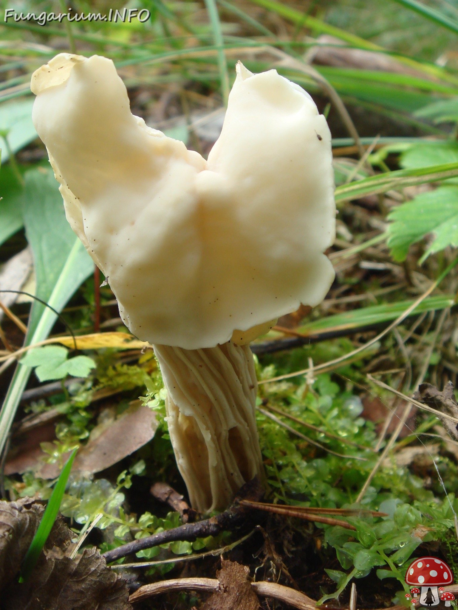 fungi-0004767 