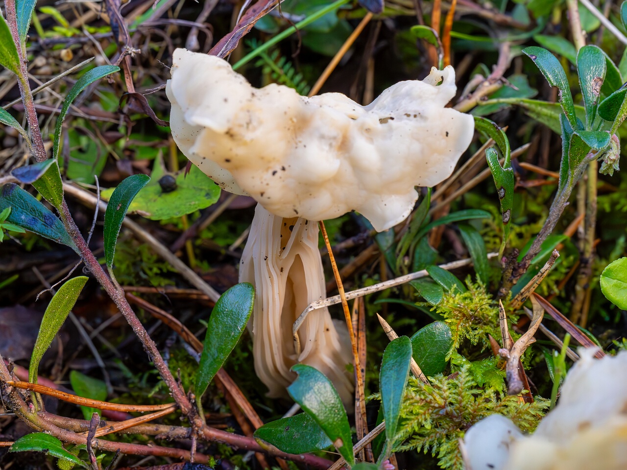 Helvella crispa _2026-09-22_1-1