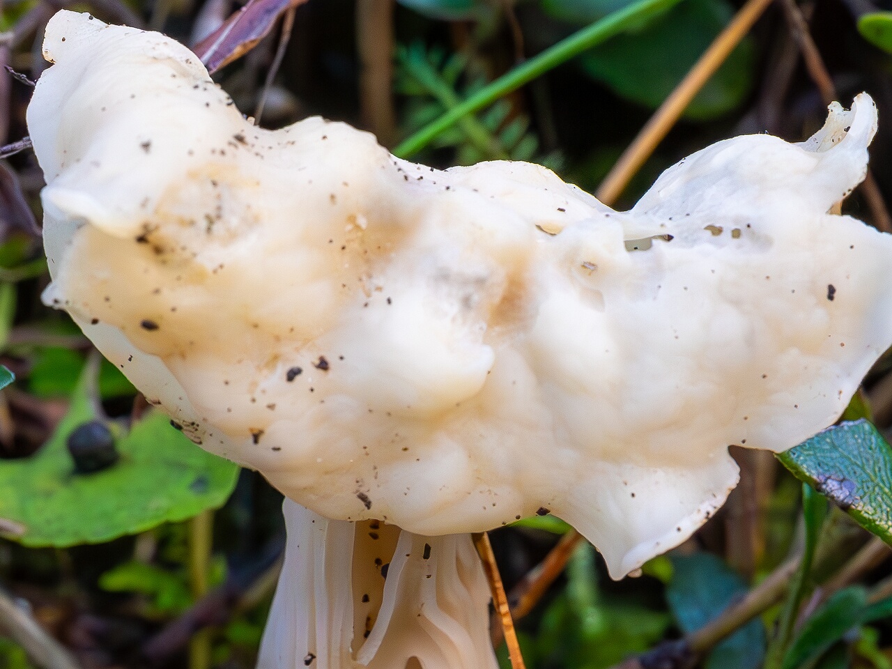 Helvella crispa _2026-09-22_1-2