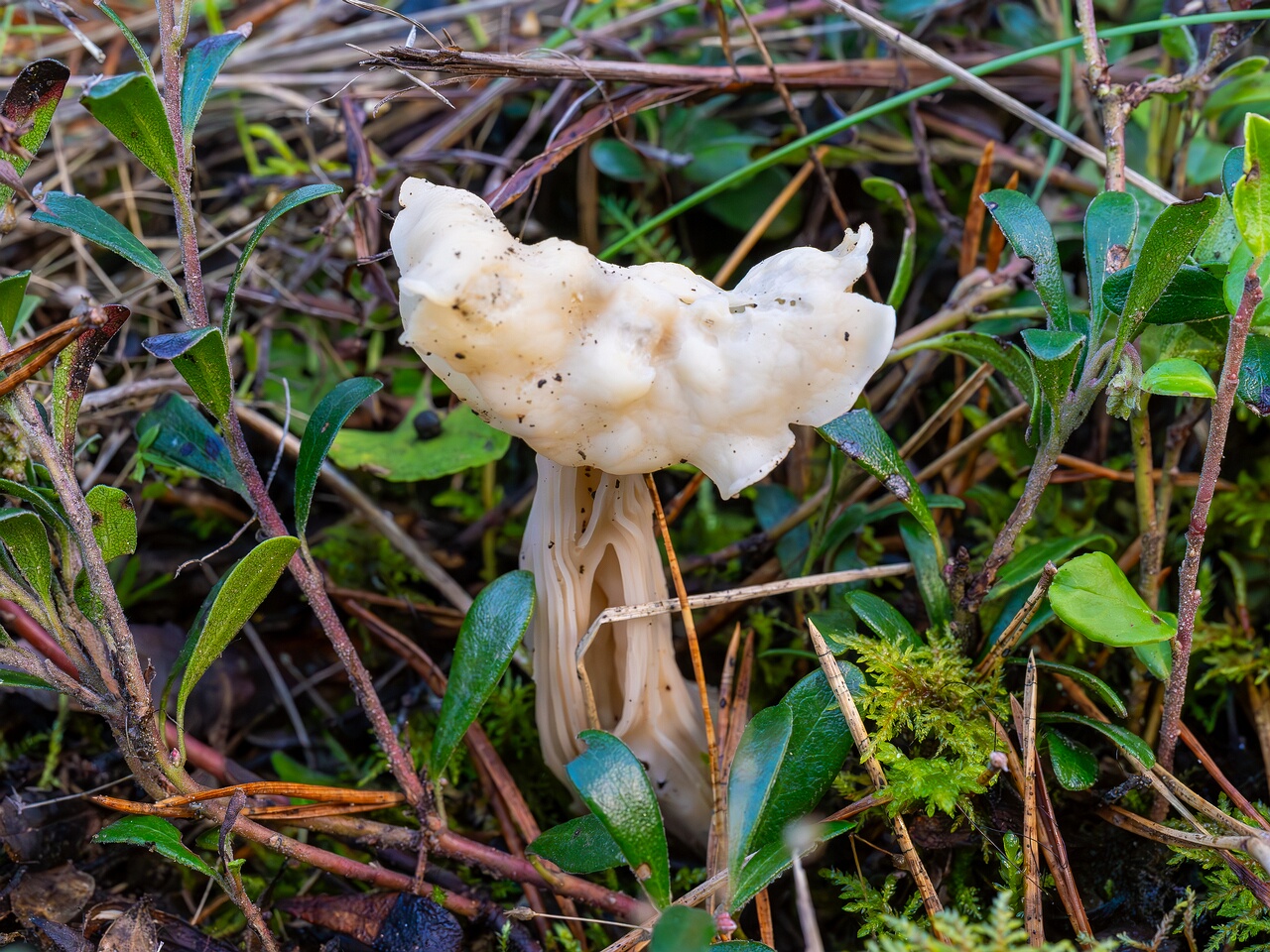 Helvella crispa _2026-09-22_1-3