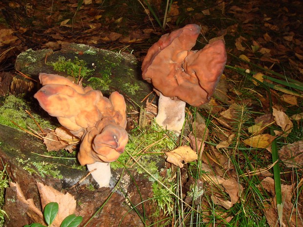 Gyromitra infula - Строчок осенний - Hooded False Morel - Herbst-Lorchel