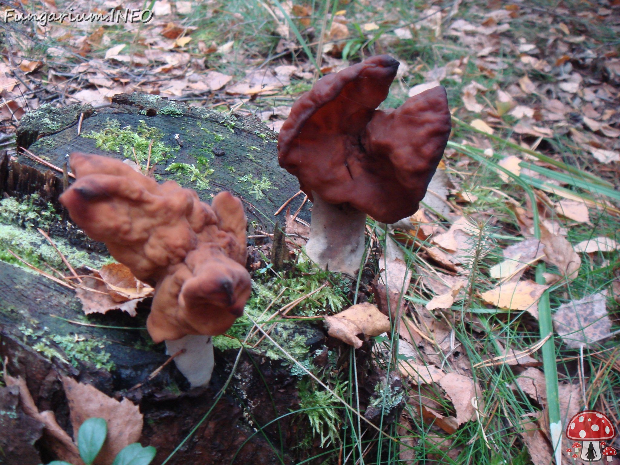 fungi-0004606 