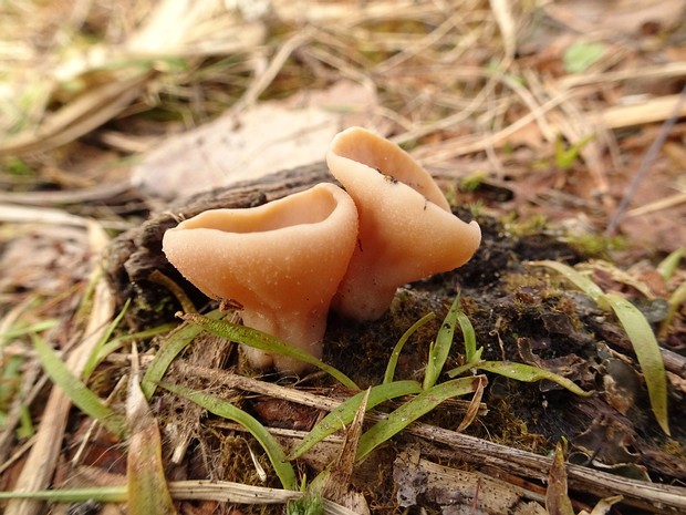 Discinaceae - Дисциновые - False Morels - Schein-Morchelverwandte