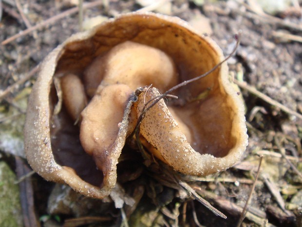 Peziza vesiculosa - Пецица пузырчатая - Blistered Cup Fungus - Blasiger Becherling