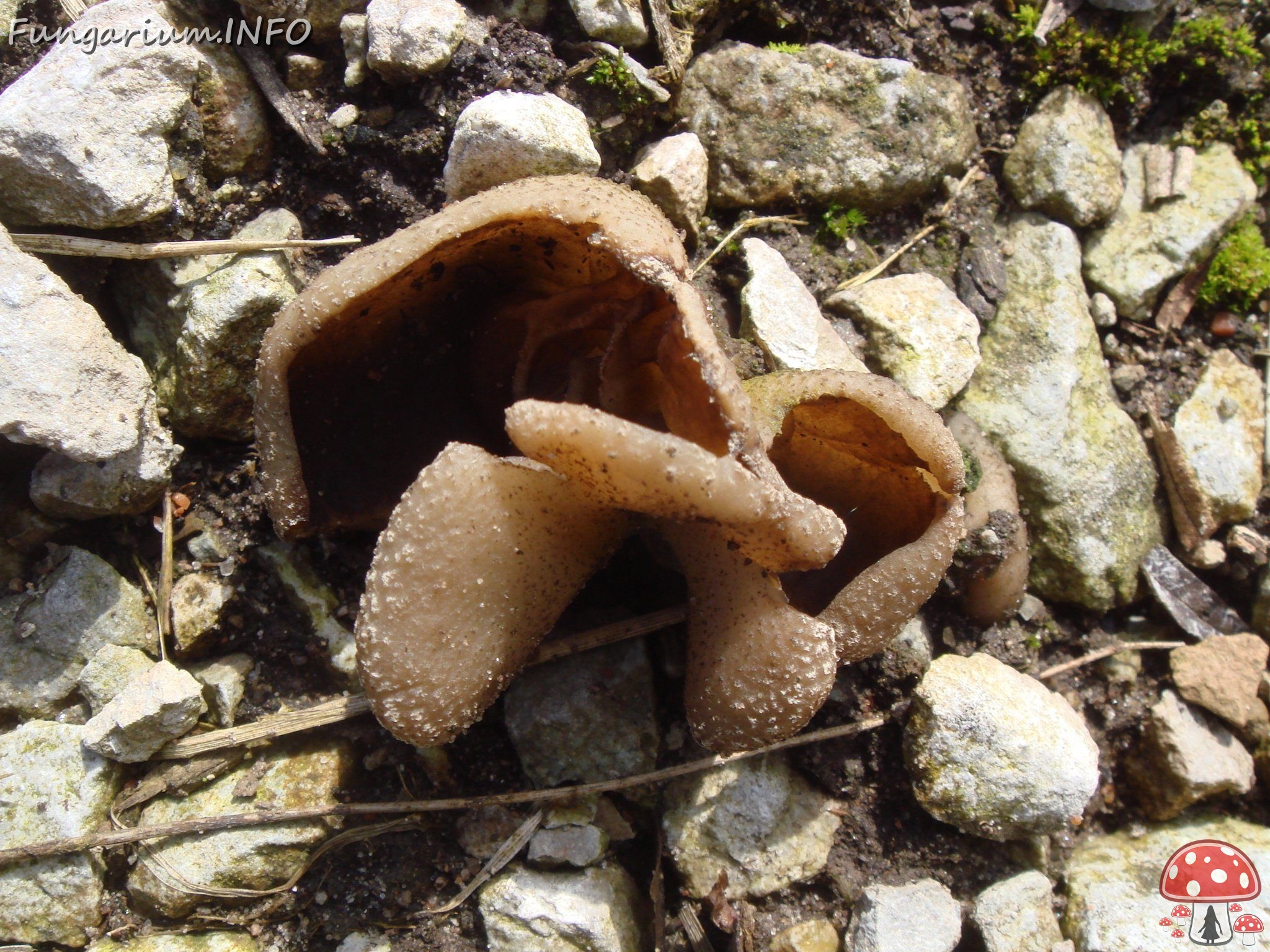 fungi-0003852 