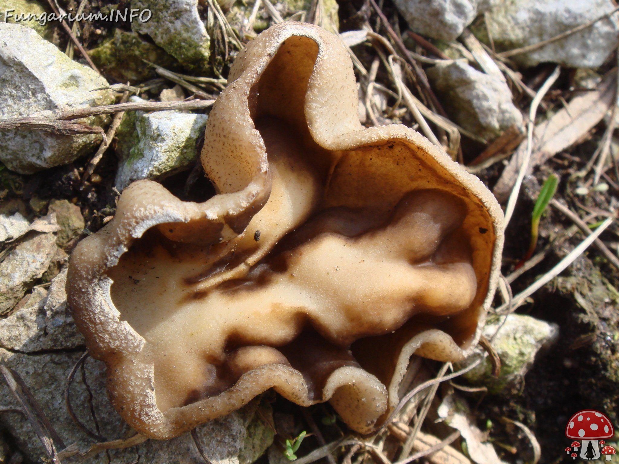 fungi-0003855 