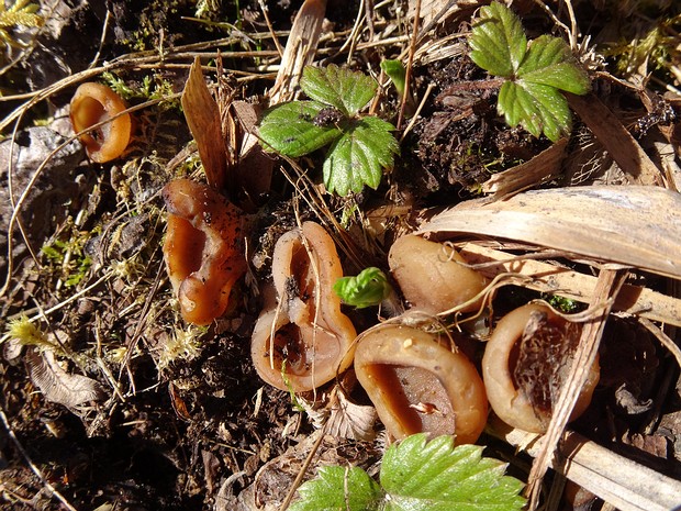 Peziza repanda - Пецица распустившаяся - Mealy Cup Fungus - Flacher Becherling