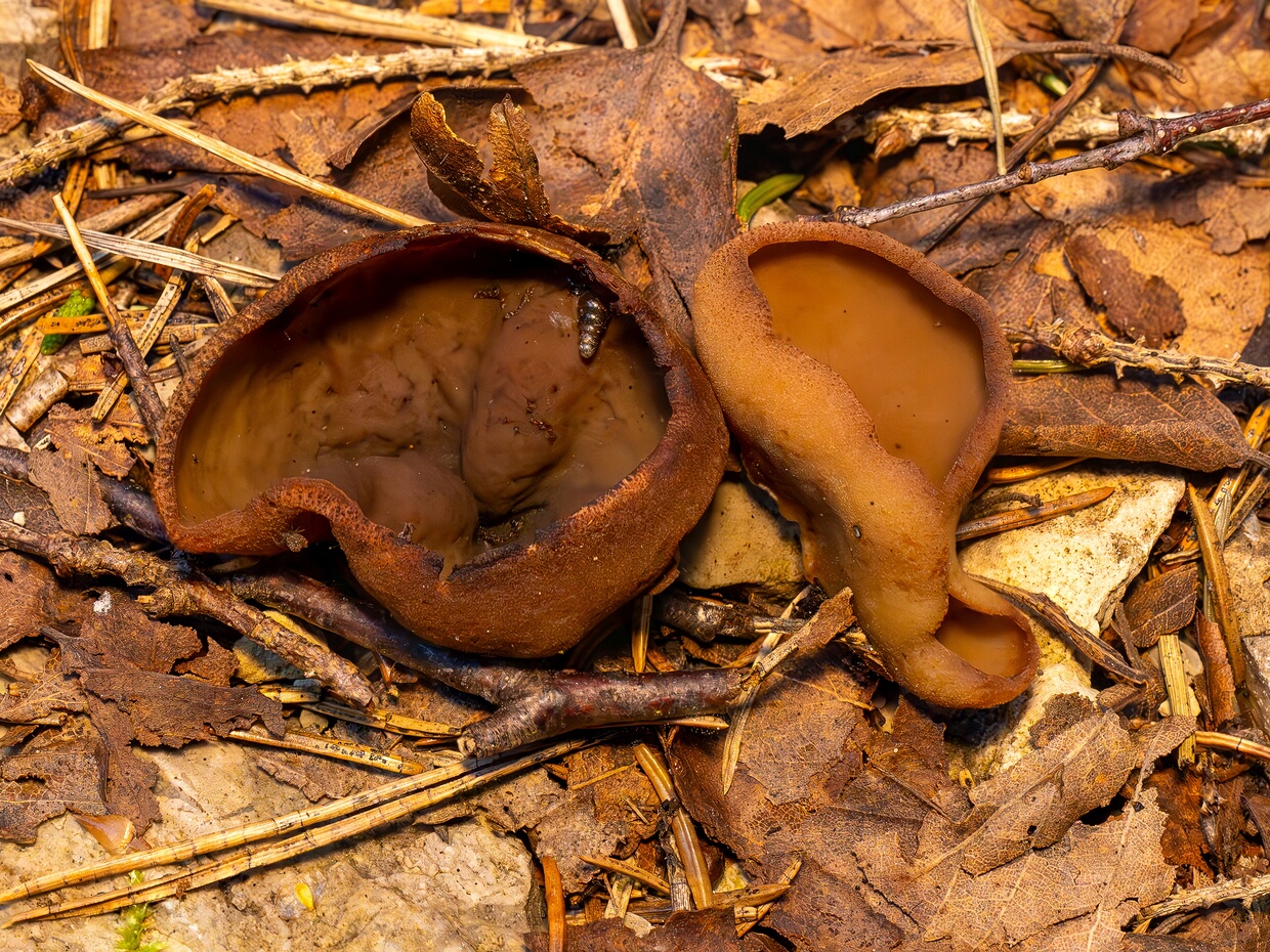 Peziza badia - Пецица коричневая - Bay Cup Fungus - Braune Becherling Peziza badia, commonly known as the Bay Cup Fungus or Braune Becherling in German, is a species of fungi in the...