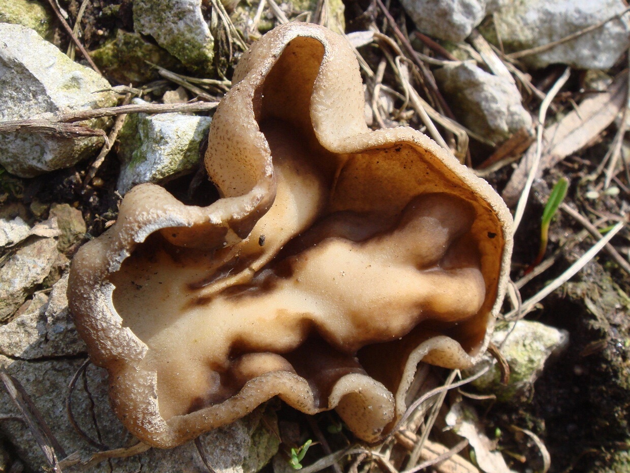 Peziza vesiculosa - Пецица пузырчатая - Blistered Cup Fungus - Blasiger Becherling Peziza vesiculosa, also known as the Blistered Cup Fungus or Blasiger Becherling in German, is a species of fungi...