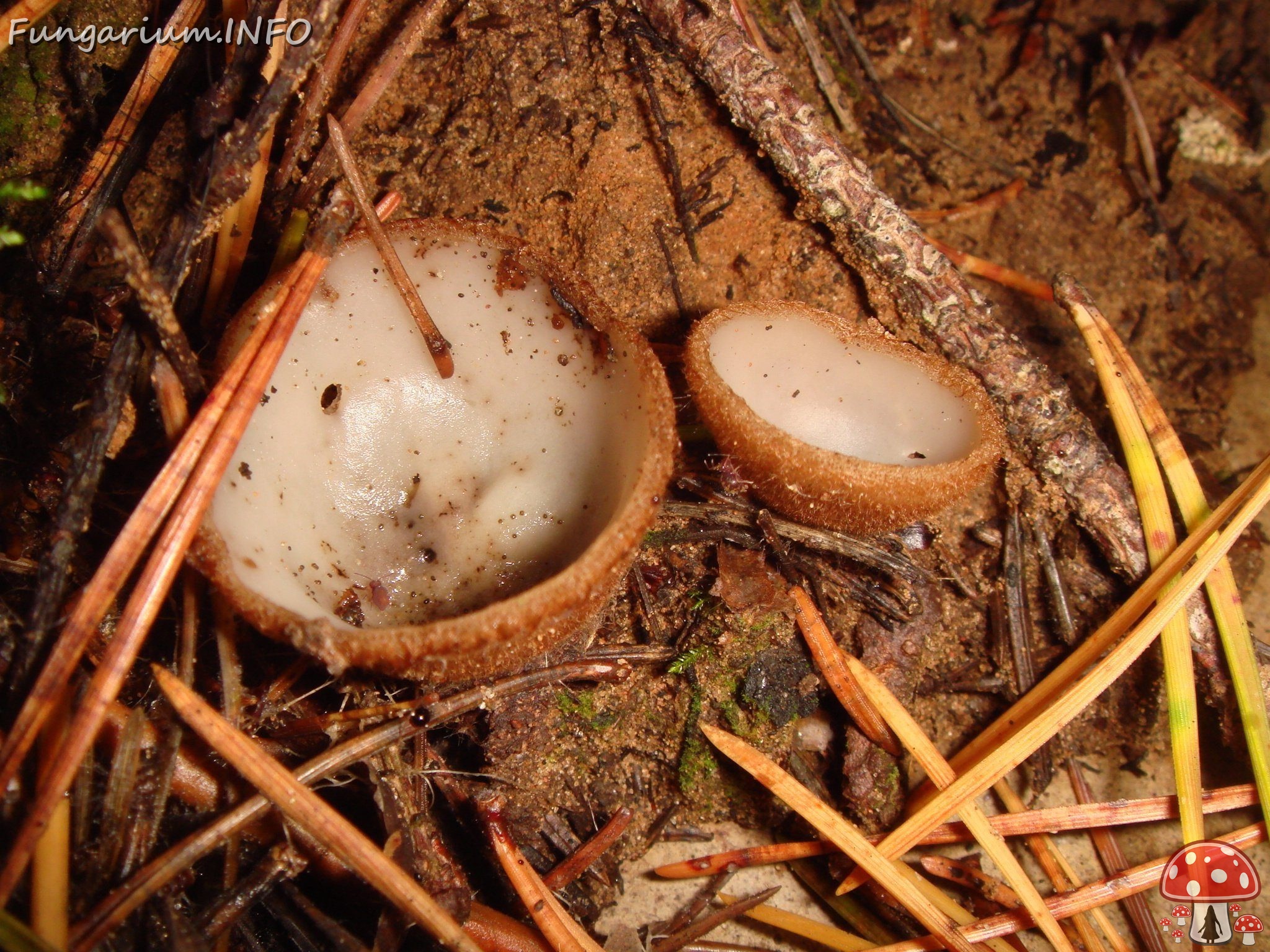 fungi-0004192 