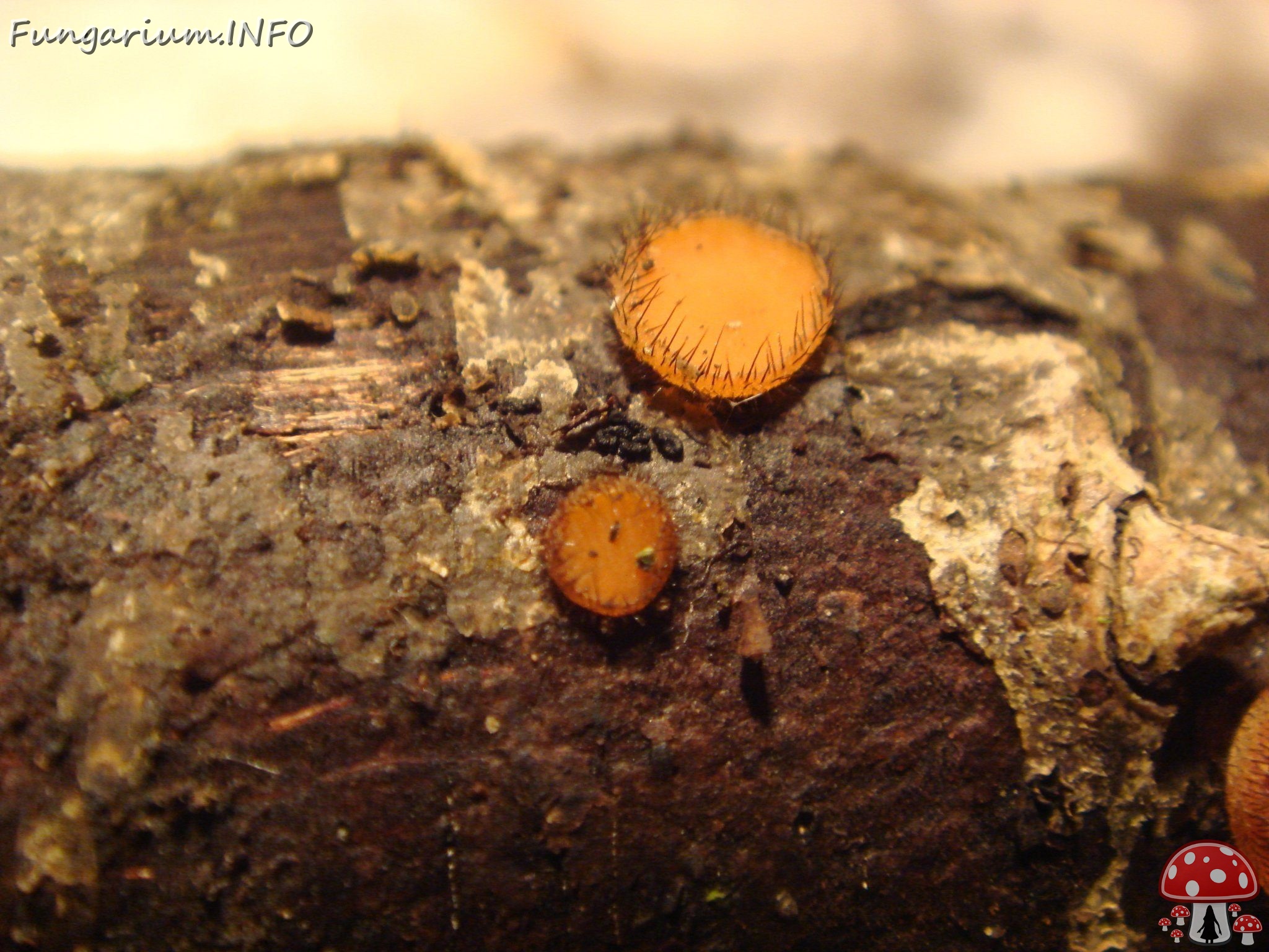 fungi-0001564 