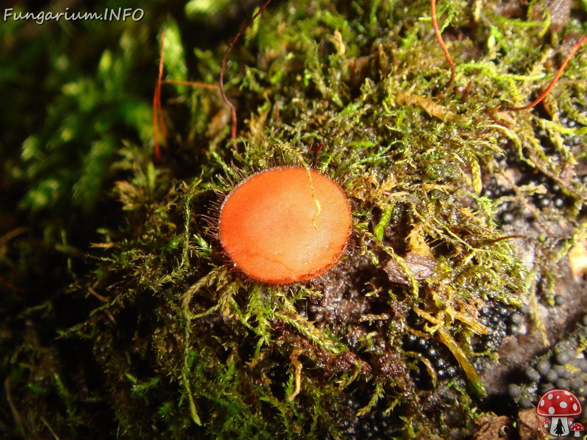 fungi-0002081 