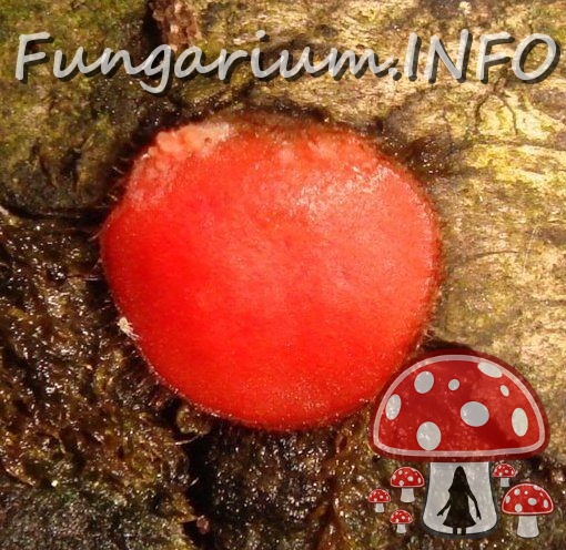 fungi-0003977_ 